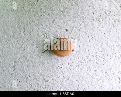 Close-up of a Little Snail escalade sur le mur de béton blanc Banque D'Images