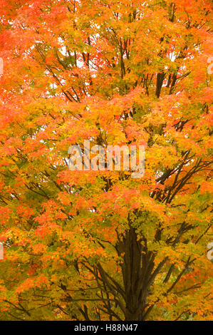 Automne érable à sucre, Robert Frost Farm State Historic Site, New Hampshire Banque D'Images