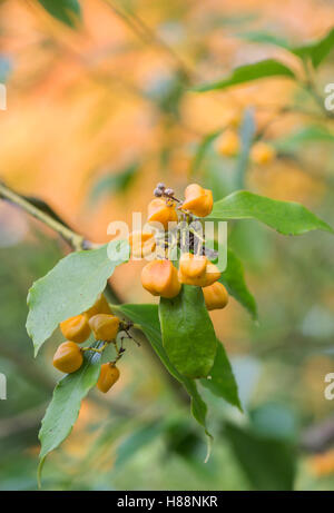 Euonymus myrianthus. La fusée d'Evergreen Tree les coupelles de semences et graines à l'automne Banque D'Images