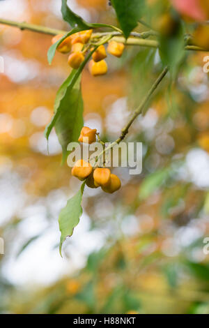 Euonymus myrianthus. La fusée d'Evergreen Tree les coupelles de semences et graines à l'automne Banque D'Images