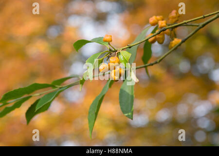 Euonymus myrianthus. La fusée d'Evergreen Tree les coupelles de semences et graines à l'automne Banque D'Images