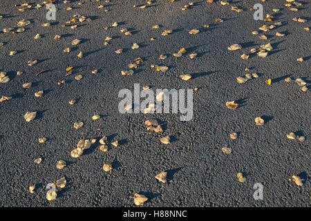 Feuilles mortes avec ombres sur le macadam Banque D'Images