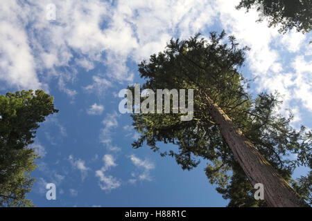 Le séquoia géant (Sequoiadendron giganteum) Vue du dessous. Banque D'Images