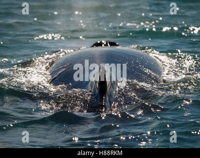 Baleine à bosse (Megaptera novaeangliae) natation, Eyjafjörður, Islande Banque D'Images