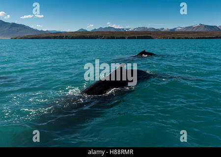 Les baleines à bosse (Megaptera novaeangliae) natation, Eyjafjörður, Islande Banque D'Images