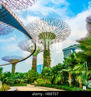 Supertree Grove avec skyway dans les jardins, près de la baie, un parc municipal futuriste conçu par Wilkinson Eyre Architects, et Banque D'Images