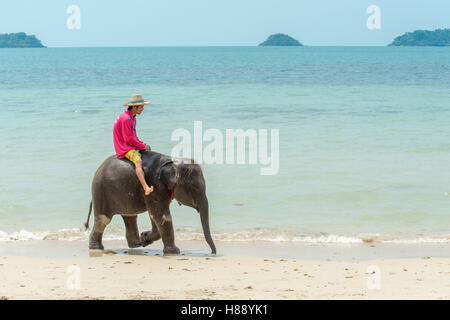 Bébé éléphant domestiqué utilisé comme une attraction touristique sur une plage à Koh Chang Banque D'Images