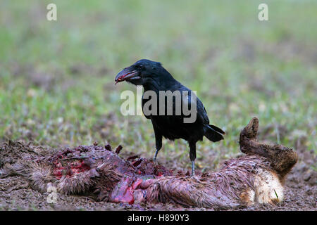 Grand corbeau / grand corbeau (Corvus corax) les charognards sur la carcasse des péri chevreuils (Capreolus capreolus) en hiver Banque D'Images