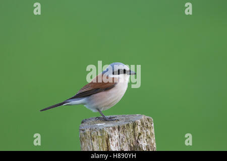 Pie-grièche écorcheur (Lanius collurio), mâle, perché sur un poteau de clôture en prairie au printemps Banque D'Images