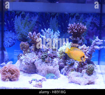 Poissons tropicaux dans un aquarium de coraux divers Banque D'Images