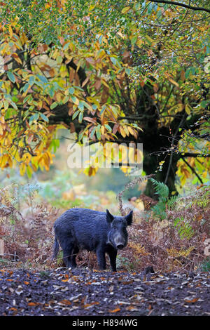 Le Sanglier dans la forêt de Dean à l'automne Banque D'Images