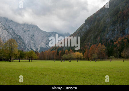 Le bétail sur les pâturages, les couleurs de l'automne, les montagnes et les couds en arrière-plan ; Logarska dolina, la Slovénie, Alpes Banque D'Images