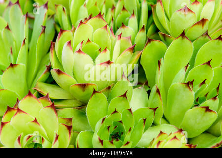 Libre/macro shot of Common houseleek Sempervivum tectorum - ; c'est une espèce de plantes de la famille des Crassulaceae, na Banque D'Images