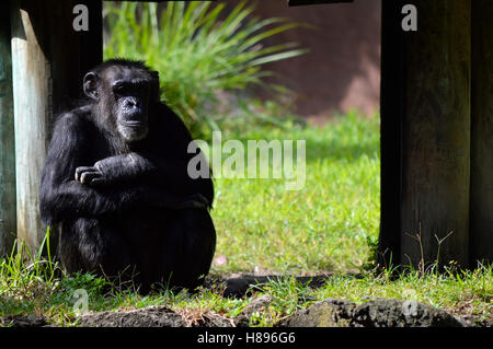 Un chimpanzé assis les bras croisés Banque D'Images