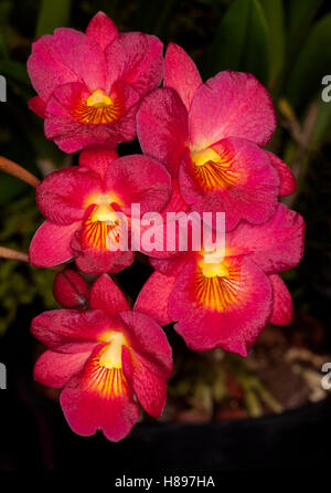 Grappe de superbes fleurs rouge vif à gorge jaune d'or d'orchidées Cattleytonia 'Pourquoi pas' sur fond sombre Banque D'Images
