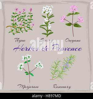 Les herbes de Provence. Le thym, la sarriette, l'origan, Marjolaine, romarin. Vector illustration. Illustration de Vecteur