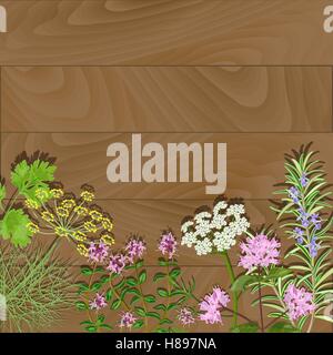 Herbes à fleurs sur fond en bois. Thym, romarin, anis, fenouil, origan fleurs. Vector illustration. Illustration de Vecteur