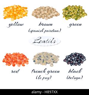 Différents types de lentilles. Jaune, brun, vert, rouge, vert, noir français de lentilles. Vector illustration. Illustration de Vecteur