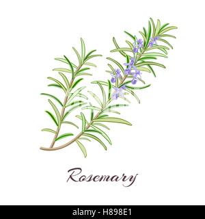 Rosemary herb. Rosmarinus officinalis. Feuilles et fleurs. Vector illustration. Illustration de Vecteur