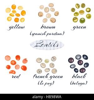 Ensemble de différents types de lentilles.Macro. Jaune, brun, vert, rouge, vert, noir lentilles Vector illustration Illustration de Vecteur