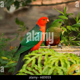 Rouge et vert de couleur vive le roi mâle parrot, Alisterus scapularis, avec mâle juvénile à bain d'oiseaux parmi les fougères Emeraude dans Australian Garden Banque D'Images