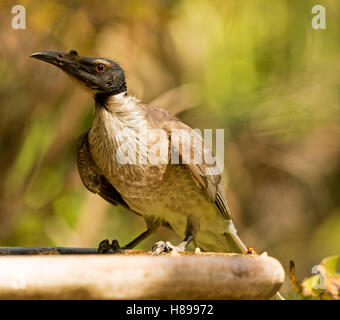 Bruyant, un friarbird australienne, méliphage Philemon corniculatus, avec l'expression d'alerte sur le bord du bain d'oiseaux de jardin contre l'arrière-plan jaune/vert Banque D'Images