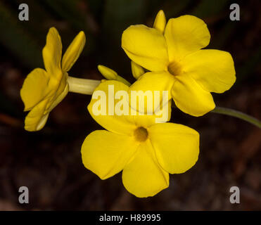 Grappe de fleurs jaune or et les bourgeons de plante succulente épineuse, Pachypodium densiflorum sur un fond sombre Banque D'Images