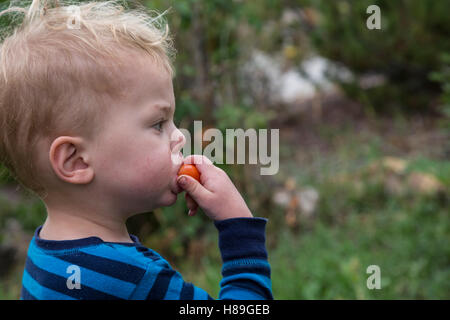 Aspen, Colorado - Adam Hjermstad Jr. mange une tomate du jardin de son père. Banque D'Images