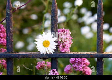 Centranthus ruber et Leucanthemum vulgare de plus en face d'une vieille porte de jardin. Banque D'Images