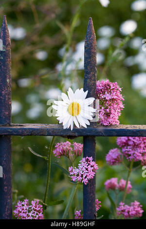 Centranthus ruber et Leucanthemum vulgare de plus en face d'une vieille porte de jardin. Banque D'Images