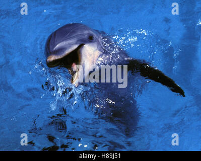 Flipper (Flipper), USA 1996, Regie : Alan Shapiro, flipper, Ausdruck : Delphin, Wasser Banque D'Images