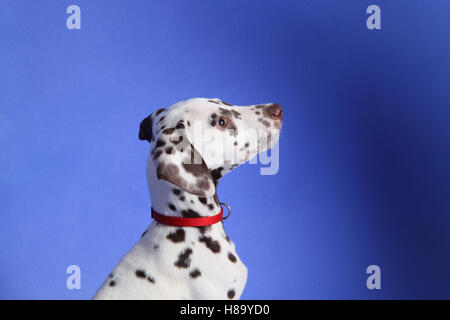 Dalmatien chiot sur fond bleu. Tourné en studio. Banque D'Images