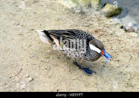 Canard colvert marche sur un sol en pierre Banque D'Images