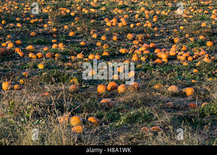 Domaine de citrouilles prêt pour la récolte, Newbury, Massachusetts, USA. Banque D'Images