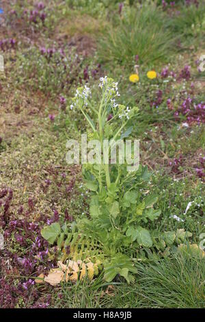 La floraison le radis (Raphanus sativus) plante au printemps. Banque D'Images