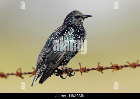 Étourneau sansonnet Sturnus vulgaris zetlandicus course Hébrides North Uist Hébrides extérieures en Écosse Banque D'Images