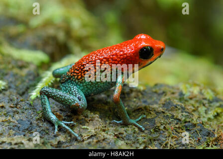 Poison Dart Frog granulaire (Dendrobates granuliferus), Parc national de Corcovado, Costa Rica