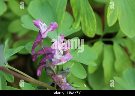 Corydalis cava, une espèce de fumewort, avec des fleurs. Banque D'Images