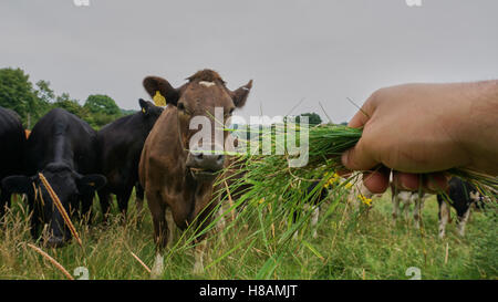 Les animaux dans les vaches et la faune des terres forestières dans le hérisson Banque D'Images