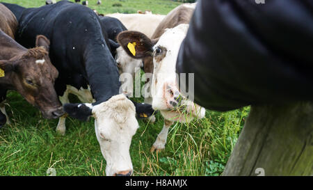 Les animaux dans les vaches et la faune des terres forestières dans le hérisson Banque D'Images