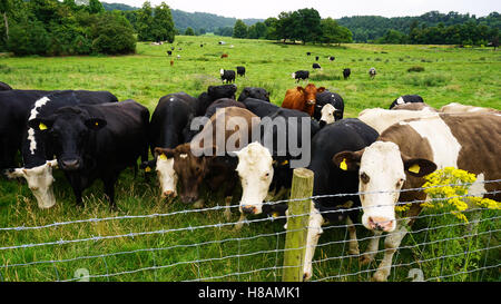 Les animaux dans les vaches et la faune des terres forestières dans le hérisson Banque D'Images