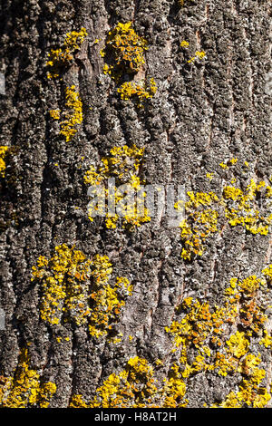 lichen sur arbres Banque D'Images