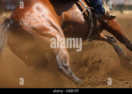 Une vue rapprochée de la hanche, de muscles et de fourrure d'un cheval de course de barils de saleté battant partout. Banque D'Images