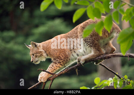 Lynx Boréal Lynx lynx Luchs ( / ), jeune animal, chasse, assis sur une branche d'un mince impressionnant bush, haute concentration. Banque D'Images