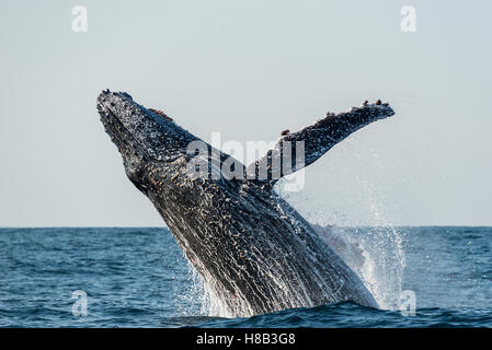 Humpback Whale breaching au large de la côte est d'Afrique du Sud pendant la saison de sardine run. Banque D'Images