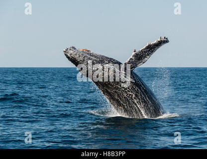 Humpback Whale breaching au large de la côte est d'Afrique du Sud pendant la saison de sardine run. Banque D'Images