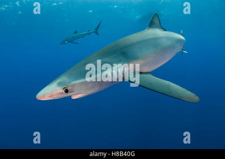 Requin bleu, sous-marin au large de l'île de Pico à l'emplacement de piqué 'banques' Açores, Açores, Portugal. Banque D'Images
