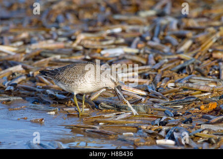 Knot se nourrissant de couteaux sur la plage de North Norfolk en hiver Banque D'Images