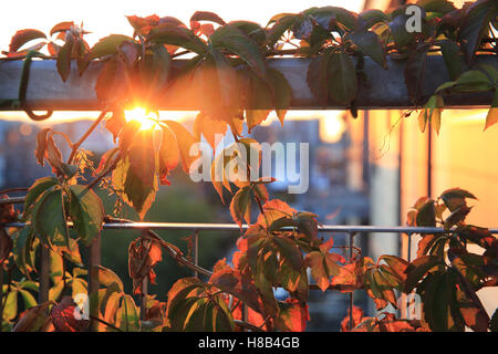 Vigne à l'automne et l'automne crépuscule, le balcon d'un appartement à Londres, Angleterre, RU Banque D'Images