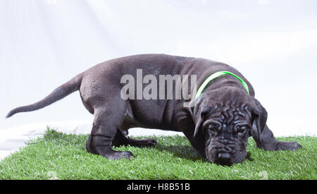 Dogue Allemand mâle chiot qui a un visage ridé Banque D'Images